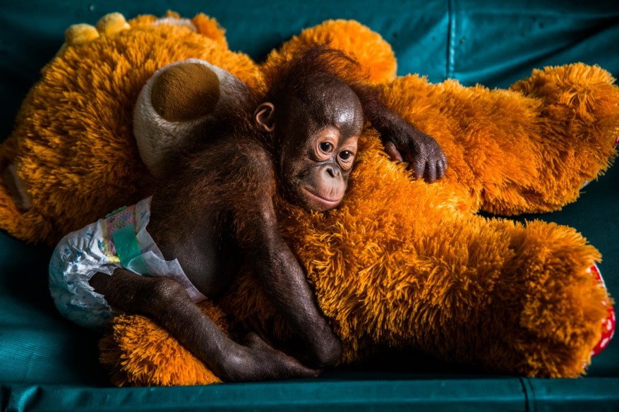 Kemal Jufri-Story Nature & Environment First Prize-Nurturing Orphaned Orangutans-2