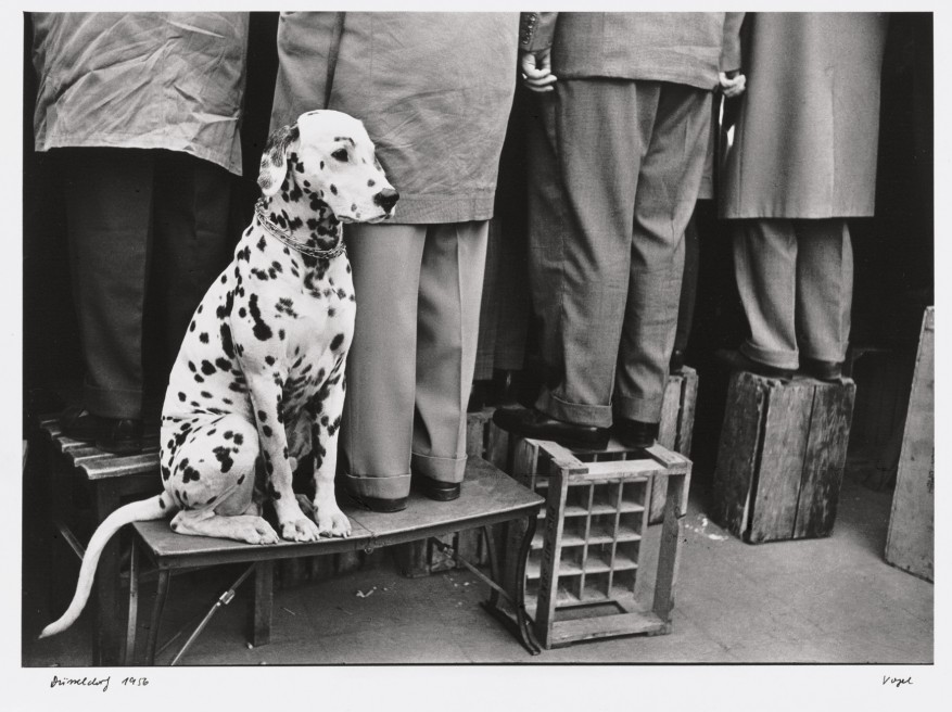 31_Walter-Vogel-„Dalmatian-dog“,-Düsseldorf-1956-©-Walter-Vogel_web